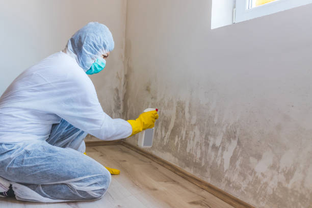 Licensed Basement Mold Remediation service in North Reading, MA - 24 Hour Mold Removal