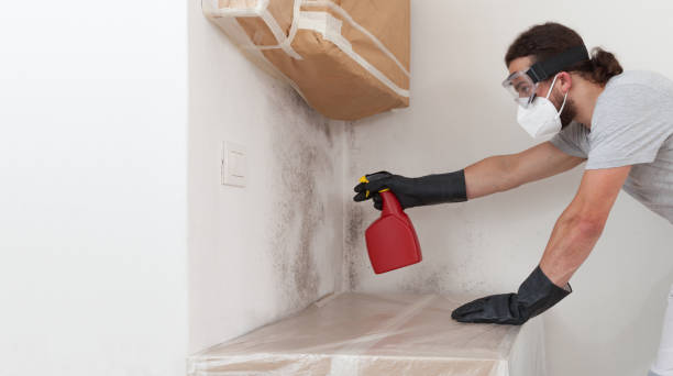 Professional Basement Mold Remediation technician working in North Reading, MA