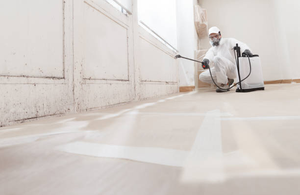 24/7 Emergency Basement Mold Remediation experts in North Reading, MA