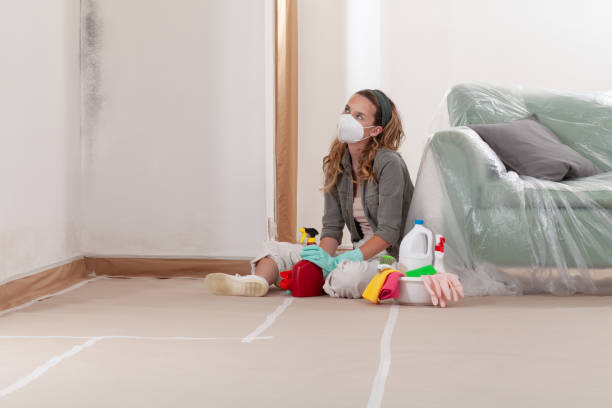 Reliable Basement Mold Remediation contractor in North Reading, MA by 24 Hour Mold Removal