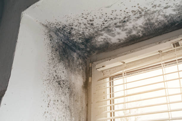 Affordable Basement Mold Remediation solutions in North Reading, MA