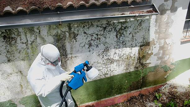 Top rated local Basement Mold Remediation specialists in North Reading, MA